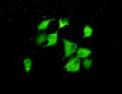 Invitrogen Cyclophilin 40 Polyclonal Antibody:Antibodies:Primary Antibodies