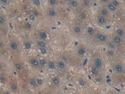 Invitrogen Cyclophilin 40 Polyclonal Antibody:Antibodies:Primary Antibodies