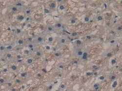 Invitrogen Cyclophilin 40 Polyclonal Antibody:Antibodies:Primary Antibodies