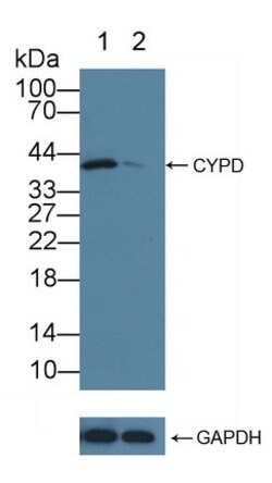 Invitrogen Cyclophilin 40 Polyclonal Antibody:Antibodies:Primary Antibodies