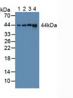 Invitrogen Cyclophilin 40 Polyclonal Antibody:Antibodies:Primary Antibodies