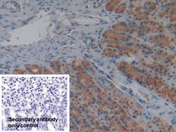 Invitrogen Cyclophilin 40 Polyclonal Antibody:Antibodies:Primary Antibodies