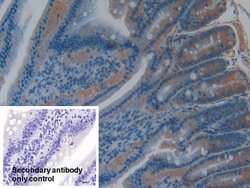 Invitrogen Cyclophilin 40 Polyclonal Antibody:Antibodies:Primary Antibodies