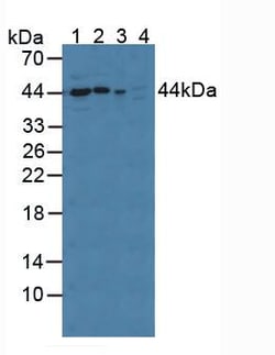 Invitrogen Cyclophilin 40 Polyclonal Antibody:Antibodies:Primary Antibodies