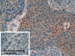 Invitrogen Cystatin B Polyclonal Antibody 200 &mu;L; Unconjugated:Antibodies,
