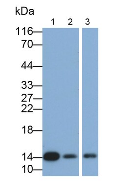 Invitrogen Cystatin B Polyclonal Antibody 200 &mu;L; Unconjugated:Antibodies,