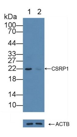 Invitrogen CSRP1 Polyclonal Antibody 200 &mu;L | Buy Online | Invitrogen&trade; | Fisher Scientific
