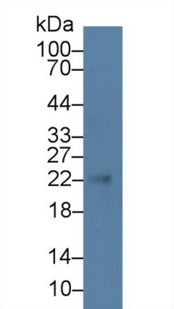 Invitrogen CDO1 Polyclonal Antibody 200 &mu;L; Unconjugated:Antibodies,