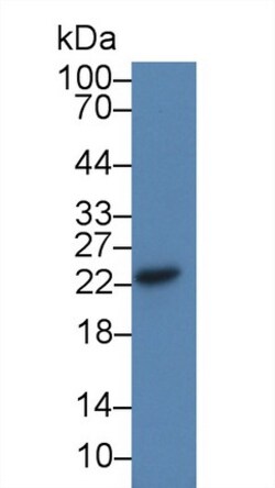 Invitrogen CDO1 Polyclonal Antibody 20 &mu;L; Unconjugated:Antibodies,