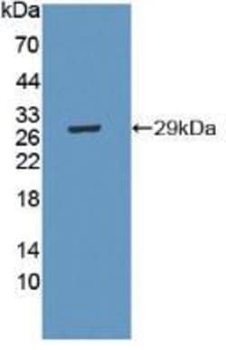 Invitrogen CRISP1 Polyclonal Antibody 20 &mu;L; Unconjugated:Antibodies,
