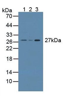 Invitrogen CRISP1 Polyclonal Antibody 20 &mu;L; Unconjugated:Antibodies,