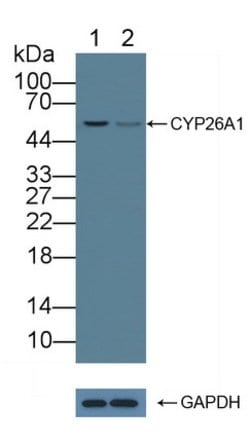 Invitrogen CYP26A1 Polyclonal Antibody 200 &mu;L; Unconjugated:Antibodies,