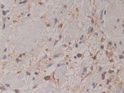 Invitrogen Cytohesin 1 Polyclonal Antibody:Antibodies:Primary Antibodies