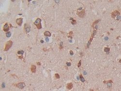 Invitrogen Cytohesin 1 Polyclonal Antibody:Antibodies:Primary Antibodies