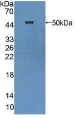 Invitrogen Cytohesin 1 Polyclonal Antibody:Antibodies:Primary Antibodies