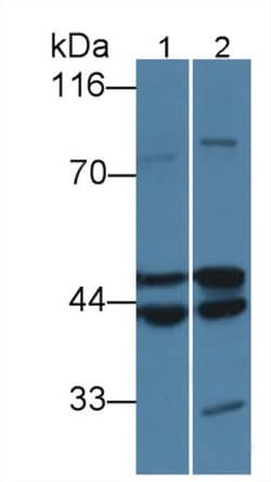 Invitrogen Cytohesin 1 Polyclonal Antibody 200 &mu;L; Unconjugated:Antibodies,