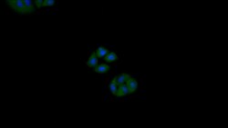 Invitrogen Cytokeratin 18 Polyclonal Antibody 200 &mu;L; Unconjugated:Antibodies,
