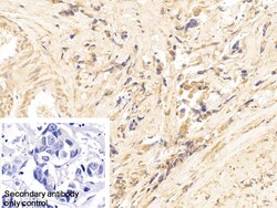 Invitrogen Cytokeratin 18 Polyclonal Antibody 200 &mu;L; Unconjugated:Antibodies,