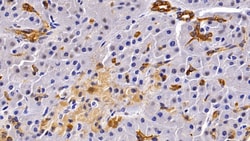 Invitrogen Cytokeratin 19 Polyclonal Antibody 200 &mu;L; Unconjugated:Antibodies,