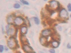 Invitrogen Cytokeratin 19 Polyclonal Antibody 200 &mu;L; Unconjugated:Antibodies,