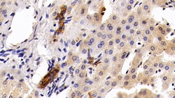 Invitrogen Cytokeratin 19 Polyclonal Antibody 200 &mu;L; Unconjugated:Antibodies,