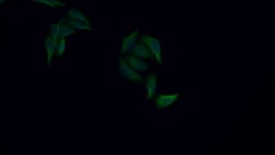 Invitrogen Cytokeratin 8 Polyclonal Antibody:Antibodies:Primary Antibodies