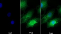 Invitrogen SERPINB9 Polyclonal Antibody:Antibodies:Primary Antibodies