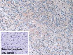 Invitrogen SERPINB9 Polyclonal Antibody:Antibodies:Primary Antibodies