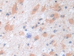 Invitrogen SERPINB9 Polyclonal Antibody 20 &mu;L; Unconjugated:Antibodies,