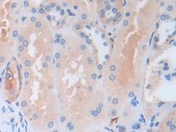 Invitrogen SERPINB9 Polyclonal Antibody 20 &mu;L; Unconjugated:Antibodies,