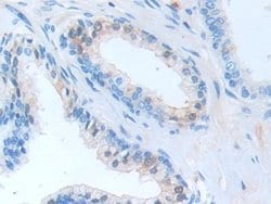 Invitrogen SERPINB9 Polyclonal Antibody 20 &mu;L; Unconjugated:Antibodies,