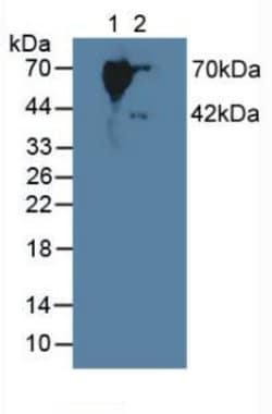 Invitrogen SERPINB9 Polyclonal Antibody 20 &mu;L; Unconjugated:Antibodies,