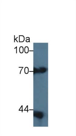 Invitrogen SERPINB9 Polyclonal Antibody 20 &mu;L; Unconjugated:Antibodies,