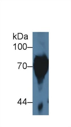 Invitrogen SERPINB9 Polyclonal Antibody 20 &mu;L; Unconjugated:Antibodies,
