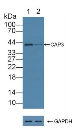 Invitrogen SERPINB9 Polyclonal Antibody 20 &mu;L; Unconjugated:Antibodies,