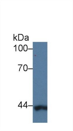 Invitrogen SERPINB9 Polyclonal Antibody 20 &mu;L; Unconjugated:Antibodies,