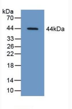 Invitrogen SERPINB9 Polyclonal Antibody 20 &mu;L; Unconjugated:Antibodies,