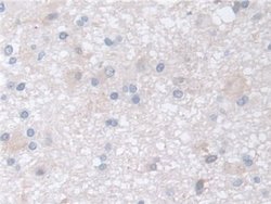 Invitrogen DATF1 Polyclonal Antibody 20 &mu;L; Unconjugated:Antibodies,