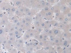 Invitrogen DATF1 Polyclonal Antibody 20 &mu;L; Unconjugated:Antibodies,