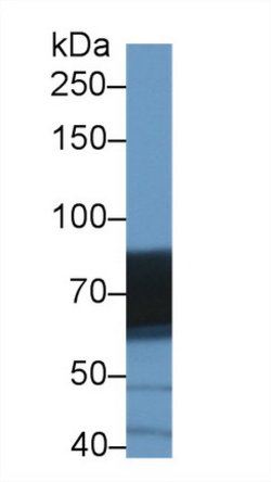 Invitrogen DATF1 Polyclonal Antibody 20 &mu;L; Unconjugated:Antibodies,