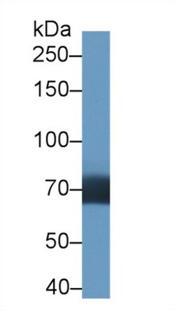 Invitrogen DATF1 Polyclonal Antibody 200 &mu;L; Unconjugated:Antibodies,