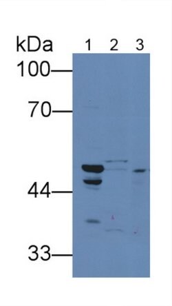 Invitrogen TRAIL-R2 (DR5) Polyclonal Antibody 200 &mu;L; Unconjugated:Antibodies,