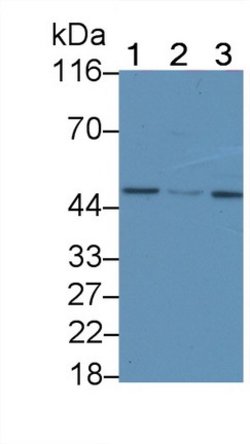 Invitrogen TRAIL-R2 (DR5) Polyclonal Antibody 200 &mu;L; Unconjugated:Antibodies,