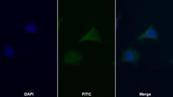 Invitrogen TRAIL-R2 (DR5) Polyclonal Antibody:Antibodies:Primary Antibodies