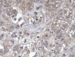 Invitrogen DOCK4 Polyclonal Antibody 200 &mu;L; Unconjugated:Antibodies,