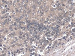 Invitrogen DOCK4 Polyclonal Antibody 200 &mu;L; Unconjugated:Antibodies,