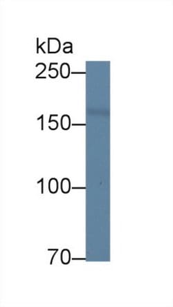 Invitrogen DOCK4 Polyclonal Antibody 200 &mu;L; Unconjugated:Antibodies,