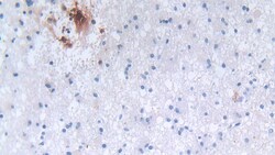Invitrogen Defensin alpha-3 Polyclonal Antibody:Antibodies:Primary Antibodies