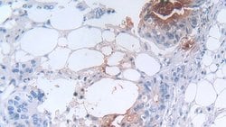 Invitrogen Defensin alpha-3 Polyclonal Antibody 200 &mu;L; Unconjugated:Antibodies,