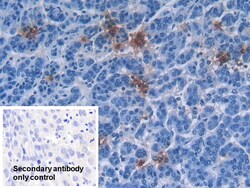 Invitrogen Defensin alpha-3 Polyclonal Antibody:Antibodies:Primary Antibodies